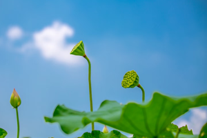 Summer Solstice: When the Sun Stay Longest, and Life Thrives Most