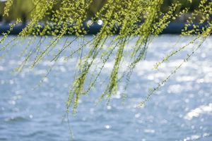 The Spring Equinox：Spring's Splendor in Perfect Equilibrium